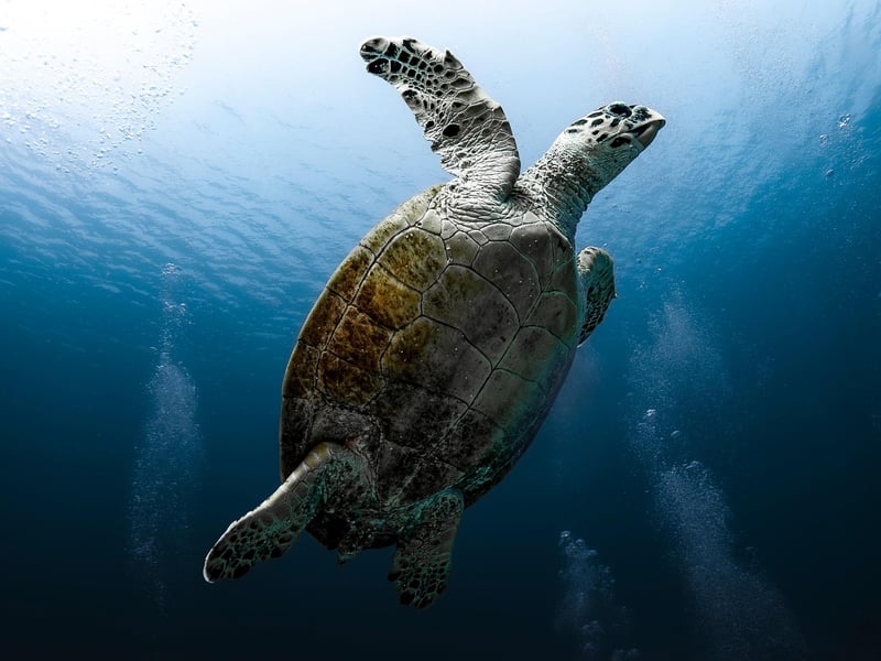 Underwater Adventure