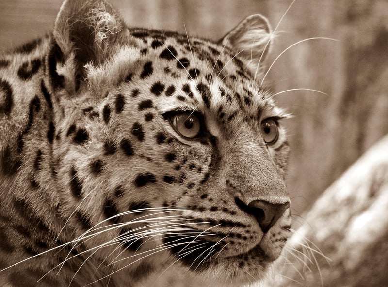 Leopard in the night